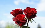 red roses 02730
